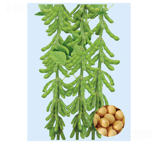 ����һ̖(h��o)-�󶹷N��-���S�N�I(y��)