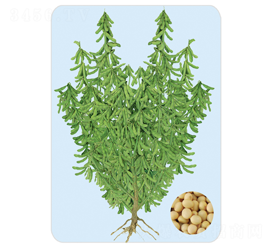 SD-F-大豆種子-大豐種業(yè)