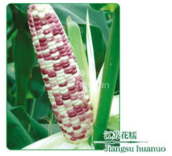 ���K��Ŵ-Ŵ���׷N��-�(zh��n)�зN�I(y��)