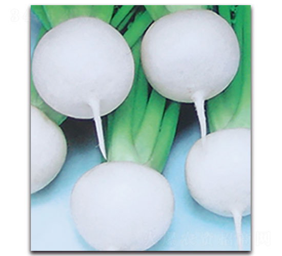 ʏݼ-�}���N��-���ʵ�