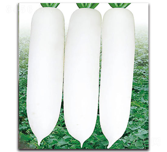 ��ѩ-�}���N��-���ʵ�