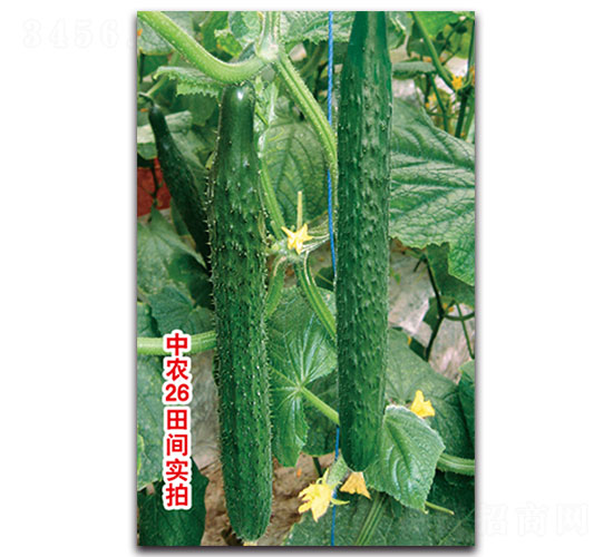 ���r(n��ng)26�S��-�S�ϷN��-���ʵ�