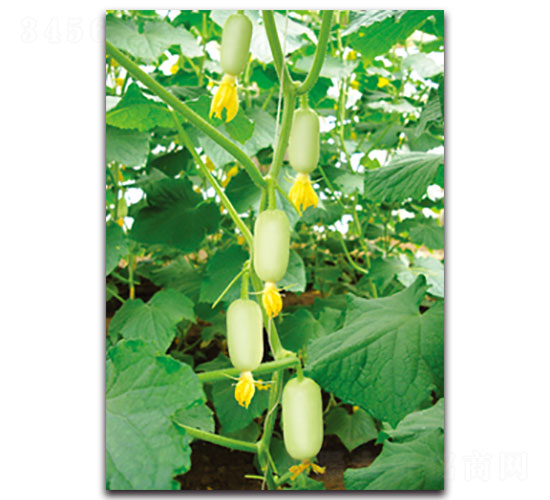 ��Ů-�S�ϷN��-���ʵ�