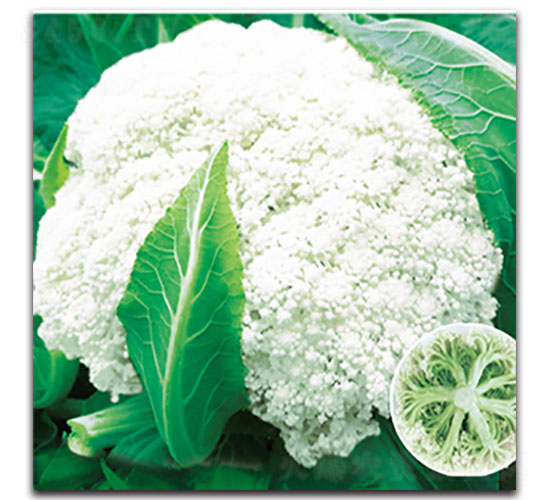 ��ѩ65��-��Ҭ�˷N��-���ʵ�