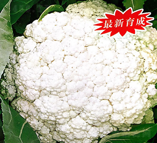 ����80��-��Ҭ�˷N��-���ʵ�