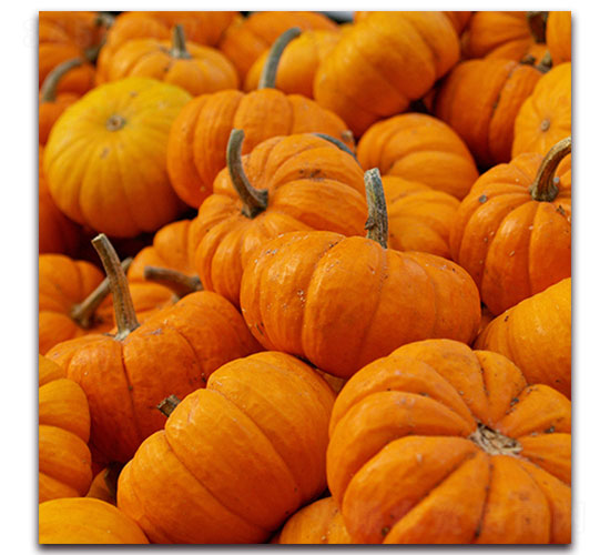 南瓜種子-先優(yōu)達(dá)