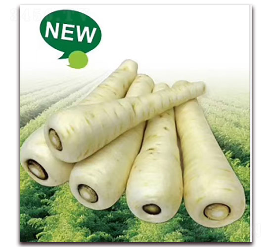 美玉-蘿卜種子-先優(yōu)達(dá)