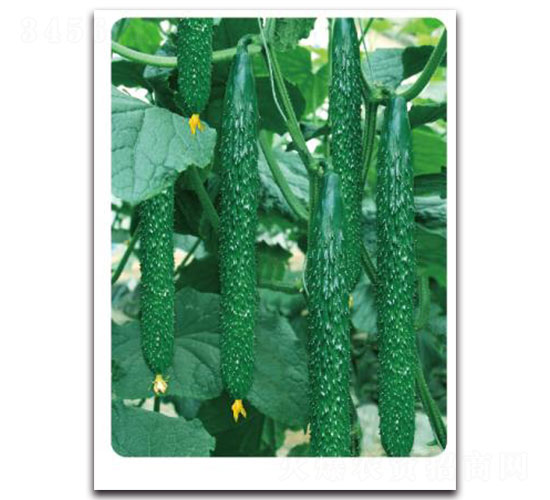 先優(yōu)-W50-黃瓜種子-先優(yōu)達