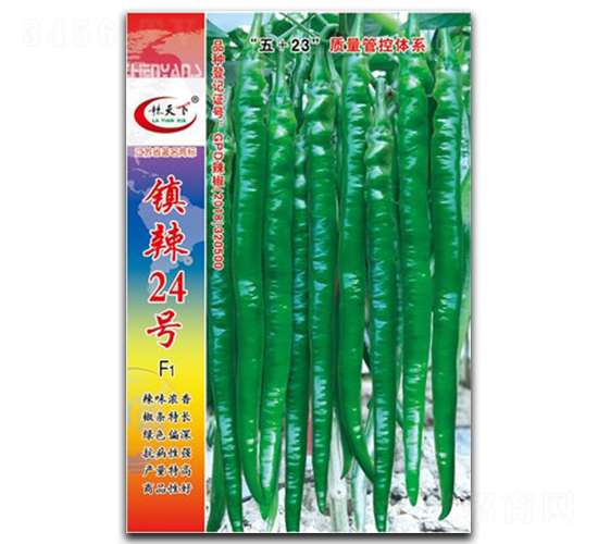鎮(zhèn)辣24號-線椒種子-鎮(zhèn)研種業(yè)