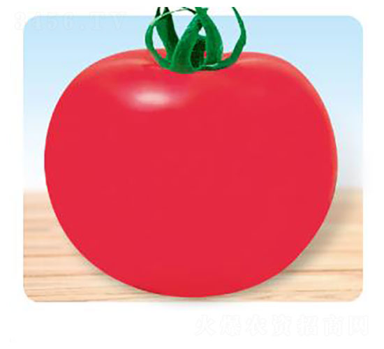 珍寶-番茄種子-先優(yōu)達