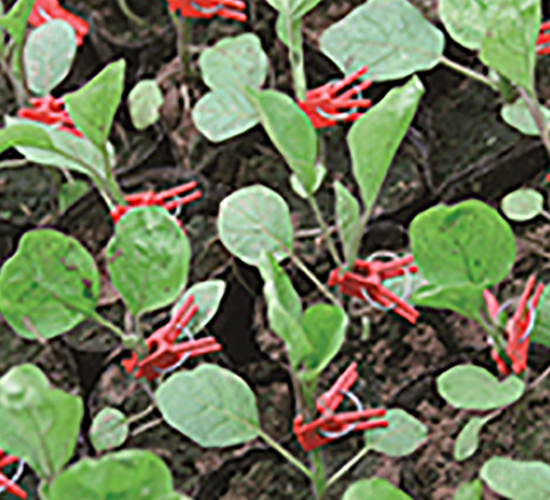 �p��һ̖-��ľ�N��-�p�ǷN�I(y��)