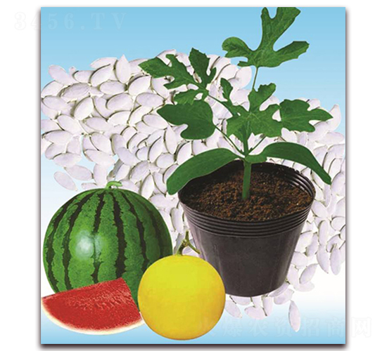 �p���̖(h��o)-��ľ�N��-�p�ǷN�I(y��)