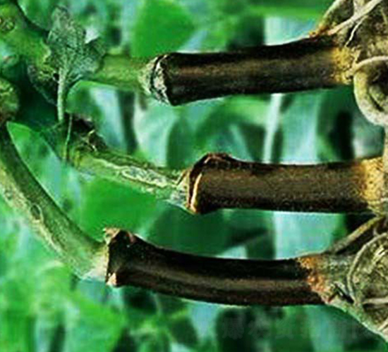 �p����̖-��ľ�N��-�p�ǷN�I(y��)