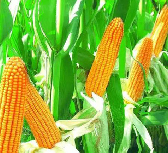 良星8號-玉米種子-良星種業(yè)