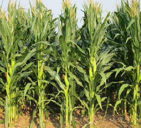 良星4號-玉米種子-良星種業(yè)