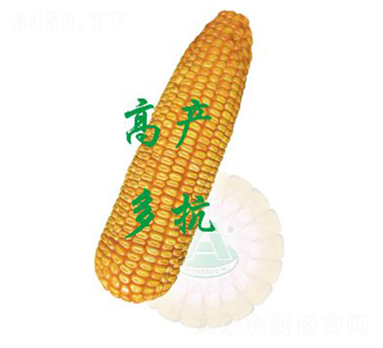 承玉10-玉米種子-裕豐種業(yè)