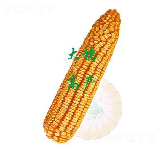 農(nóng)大364-玉米種子-裕豐種業(yè)