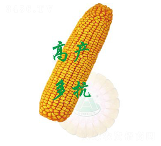 承玉19-玉米種子-裕豐種業(yè)