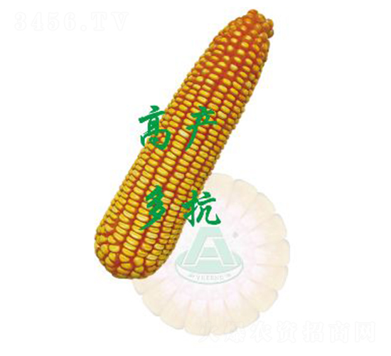 承玉24-玉米種子-裕豐種業(yè)