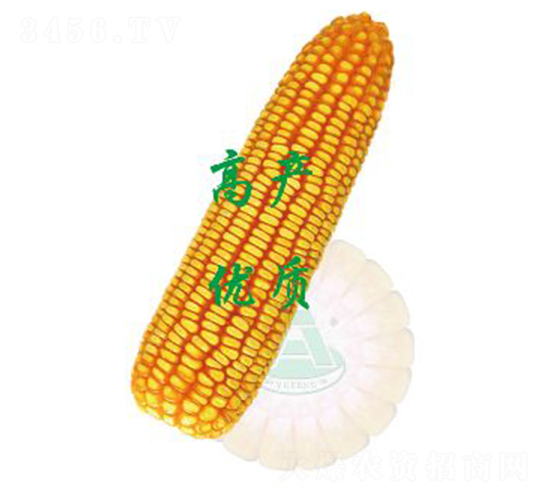 承玉26-玉米種子-裕豐種業(yè)