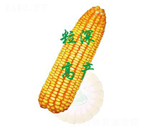 承玉29-玉米種子-裕豐種業(yè)