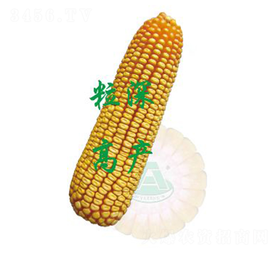 承玉31-玉米種子-裕豐種業(yè)