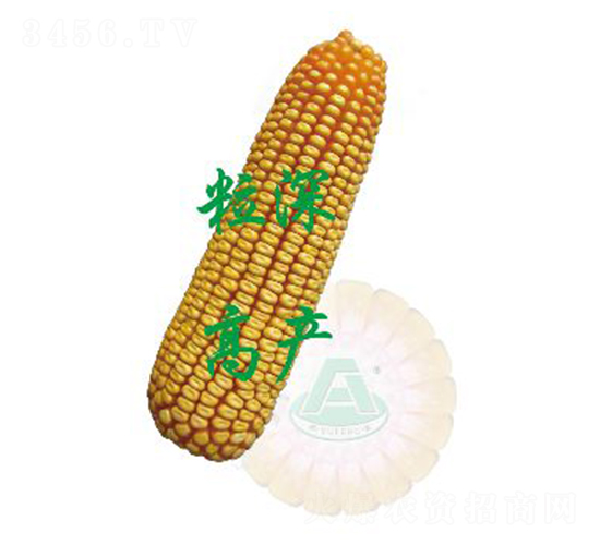 承玉34-玉米種子-裕豐種業(yè)