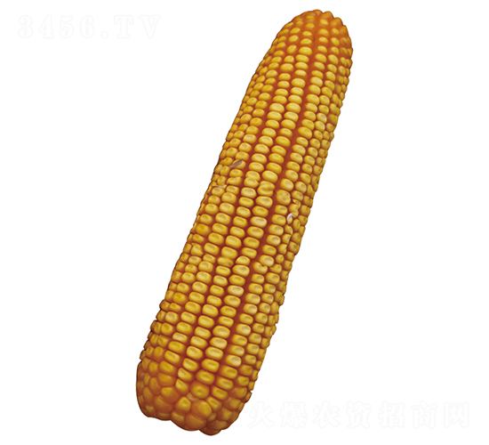 裕豐101-玉米種子-裕豐種業(yè)