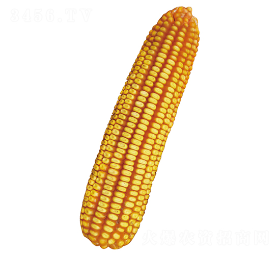 裕豐102-玉米種子-裕豐種業(yè)