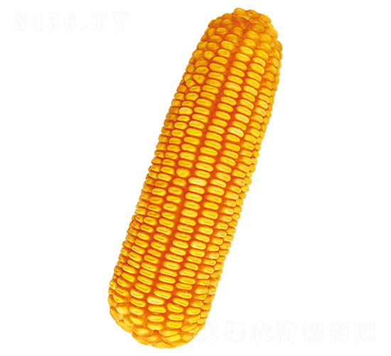 農單116-玉米種子-裕豐種業(yè)