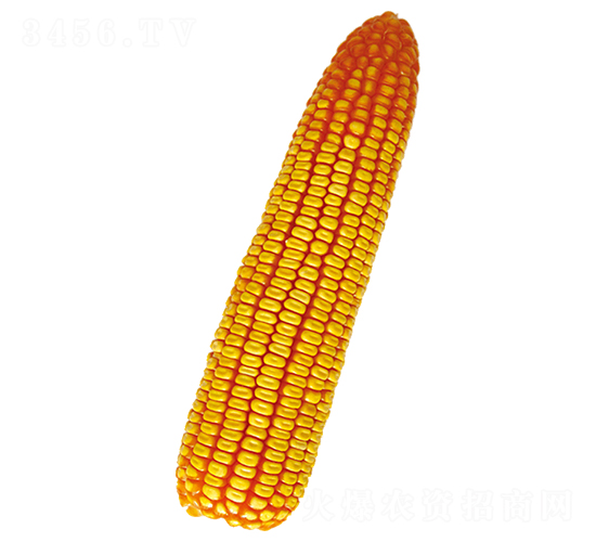 裕豐105-玉米種子-裕豐種業(yè)