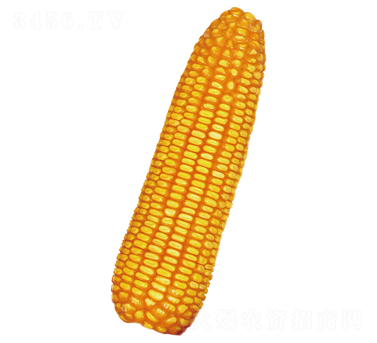 承玉5-玉米種子-裕豐種業(yè)