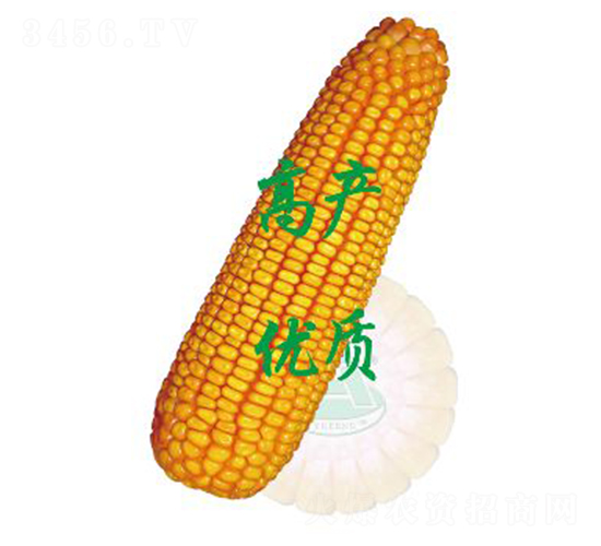 承玉358-玉米種子-裕豐種業(yè)