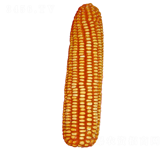 裕豐308-玉米種子-裕豐種業(yè)