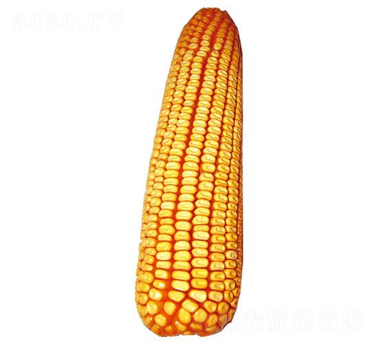 裕豐310-玉米種子-裕豐種業(yè)