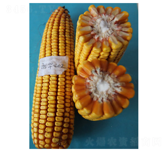 裕華402-玉米種子-裕豐種業(yè)