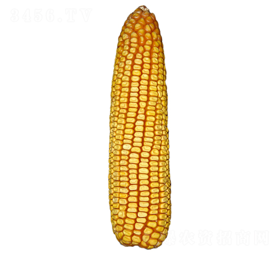 玉豐613-玉米種子-裕豐種業(yè)