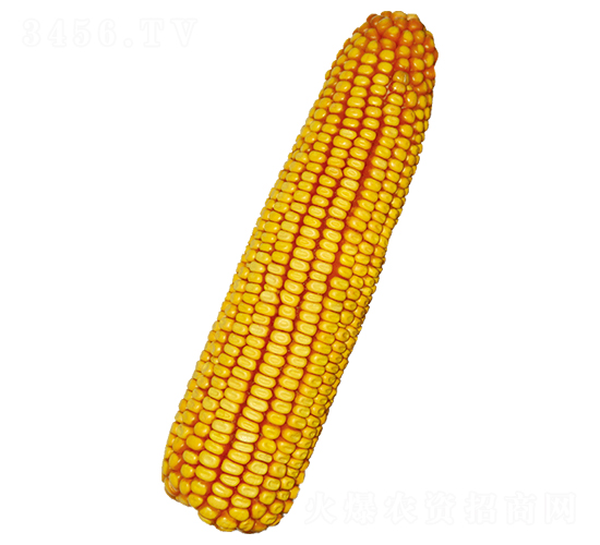 裕豐623-玉米種子-裕豐種業(yè)