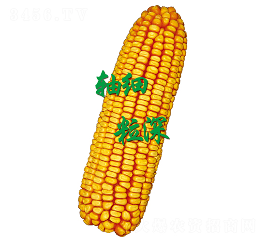 裕豐621-玉米種子-裕豐種業(yè)