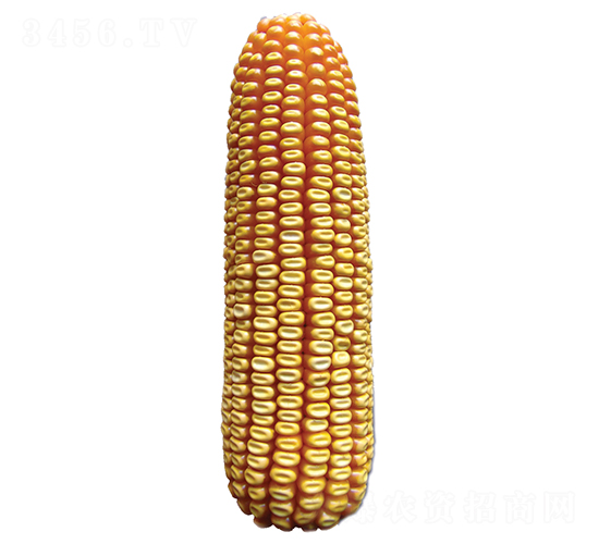 玉豐612-玉米種子-裕豐種業(yè)