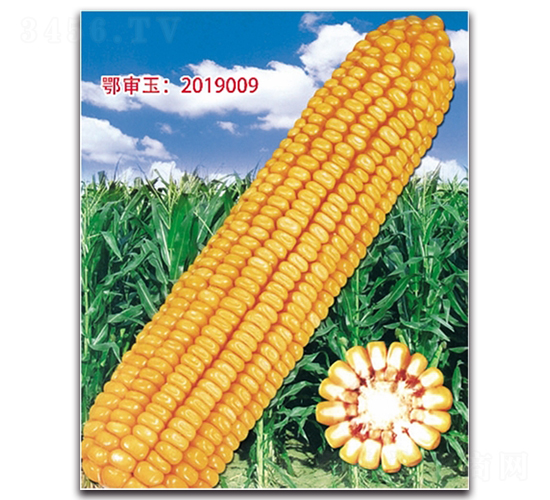 登海679-玉米種子-九頭鳥