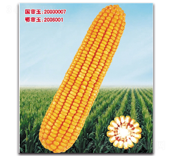 登海9號-玉米種子-九頭鳥