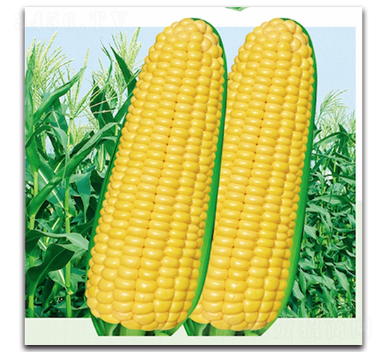 �S����606-Ŵ���׷N��-���^�B