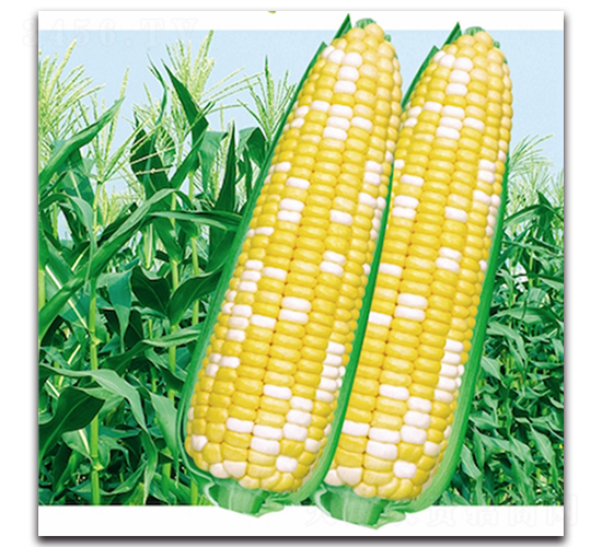 ���ی�604-Ŵ���׷N��-���^�B