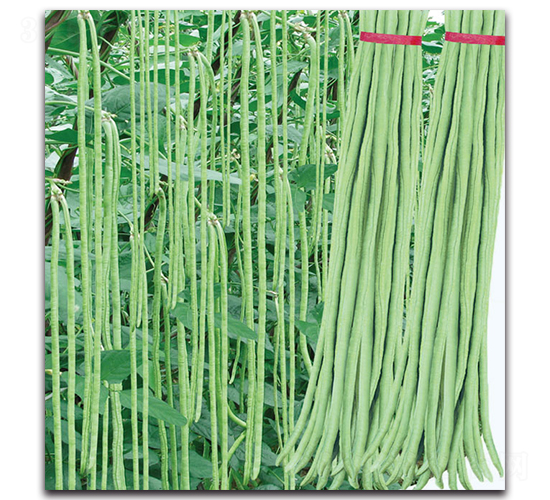 ���Ѷ���-���ǷN��-�F(xi��n)������