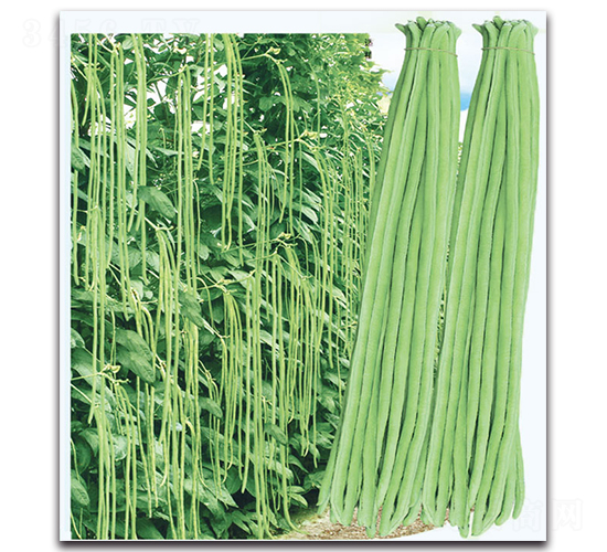黑籽豆角-豆角種子-現(xiàn)代金穗