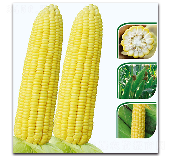 耘甜8號(hào)玉米-甜玉米種子-現(xiàn)代金穗