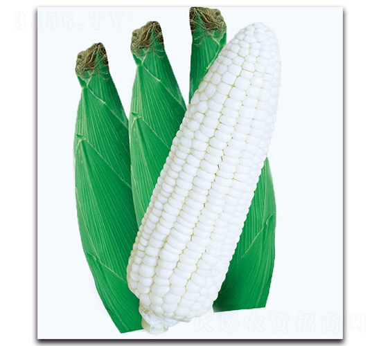 銀白玉糯玉米-糯玉米種子-現(xiàn)代金穗