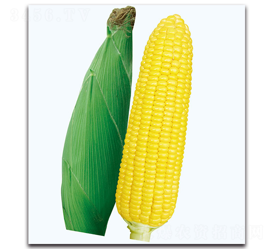 華威甜2號玉米-甜玉米種子-現(xiàn)代金穗