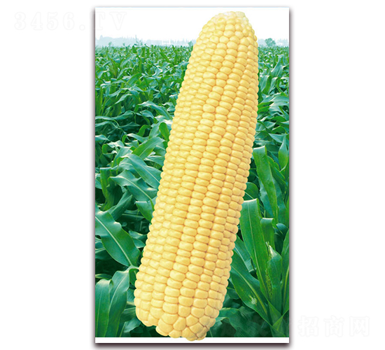 �f��2000-�����׷N��-�A��N�I(y��)